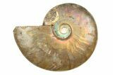 Cut & Polished Ammonite Fossil (Half) - Crystal Pockets #308092-1